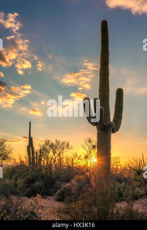 Saguaros at sunset in Sonoran Desert near Phoenix, Arizona. Stock Photo