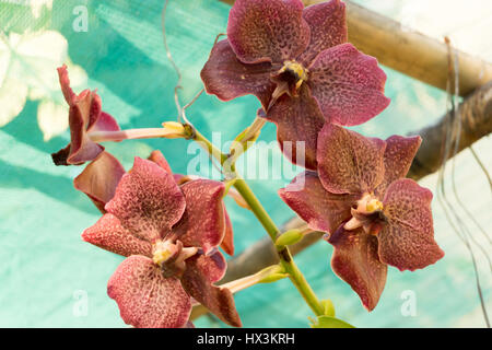 Tropical flowers in the Philippines pink petals Stock Photo