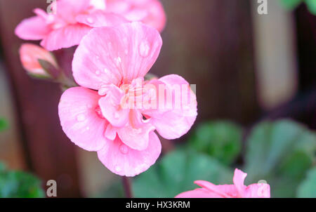 Tropical flowers in the Philippines pink petals Stock Photo