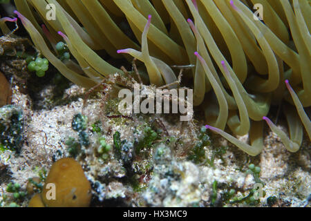 Leach's spider crab (Inachus phalangium) underwater with Sea anemone in the Mediterranean Sea Stock Photo