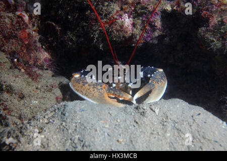 European lobster (Homarus gammarus) underwater in the Mediterranean Sea Stock Photo