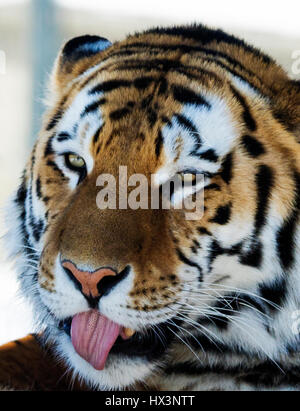 Siberian tiger (Panthera tigris altaica) portrait in winter Stock Photo