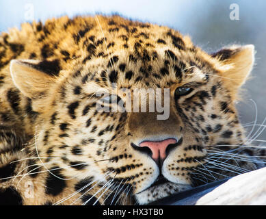 Amur Leopard Stock Photo