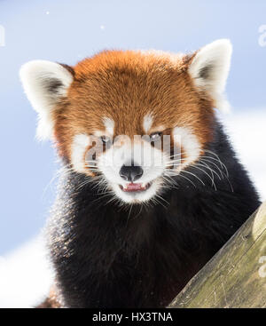 Red Panda ( Ailurus fulgens ) Stock Photo