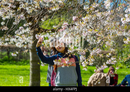 The Regents Park Cherry Blossom , London, was bathed in warm spring sunshine over the last weekend, bringing out Londoners and tourists taking selfies amongst the cherry blossom trees with their smartphones, England, UK Stock Photo