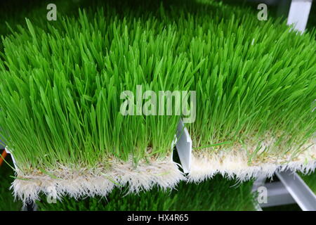 How To Get Subsidy For Hydroponics Krishi Jagran
