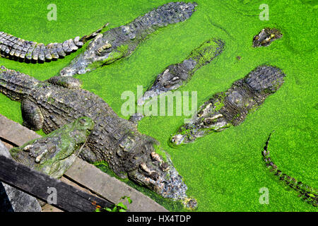 The crocodiles in zoo and farm for tour in Thailand, photo in outdoor sunny lighting. Stock Photo