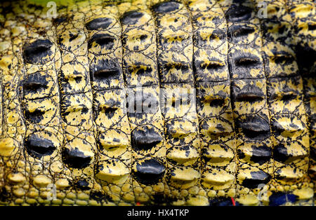 The crocodile's skin in zoo and farm for tour in Thailand, photo in outdoor sunny lighting. Stock Photo