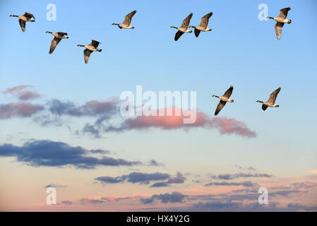 Flock of Canada Geese flying over a sunset sky Stock Photo