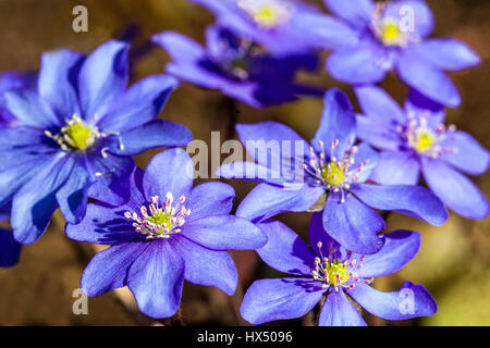 Hepatica nobilis, Kidneywort, Liverleaf or Liverwort blooming in early spring Stock Photo