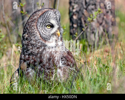 Great gray Owl sitting in grass, hunting, alert Stock Photo