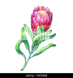 Tropical flower Protea with green leaves. Hand drawn watercolor painting on white background. Stock Photo