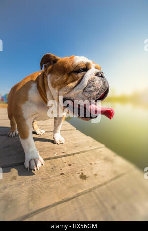 English bulldog dog standing on the dock