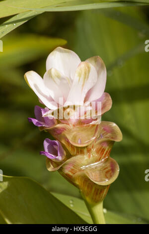 Turmeric (Curcuma longa) flowers on natural background Stock Photo