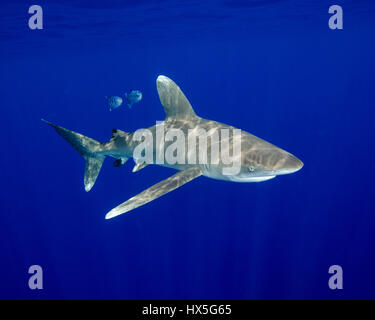An Oceanic White Tip Shark in the Blue of the Bahamas Stock Photo