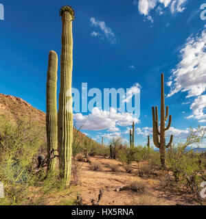 Saguaro cactus at sunset in Saguaro national park, Tucson, Arizona. Stock Photo