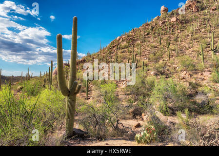 Saguaro cactus at sunset in Saguaro national park, Tucson, Arizona. Stock Photo