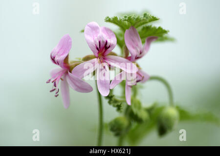 Pelargonium quercifolium Stock Photo