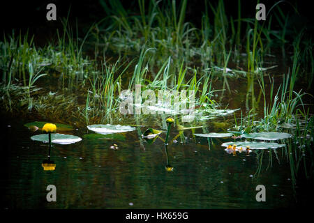Yellow lily flowers and lilypads in pond. Stock Photo
