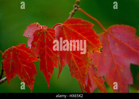 Red autumn maple leaves in Acadia National Park near Bar Harbor, Maine. Stock Photo