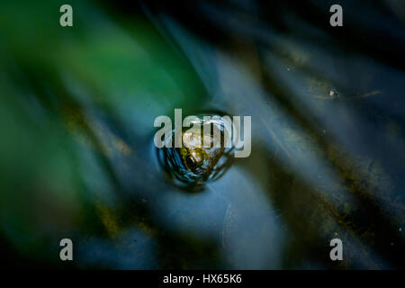 The head of a frog pokes out of the water of a pond. Stock Photo