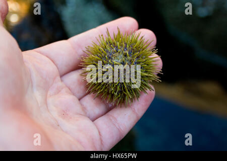 A green sea urchin being held in a person's hand. Stock Photo