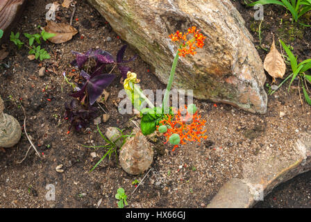 Buddha Belly/ Bottleplant Shrub/ Gout/ Guatemala Rhubarb/ Jatropha Podagrica Plant Stock Photo