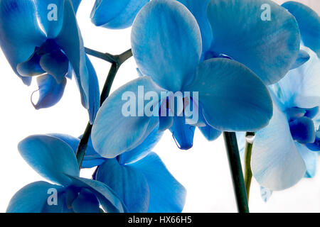 Blue Flower Orchid Isolated On White Background Stock Photo - Download  Image Now - Flower, Blue, Orchid - iStock