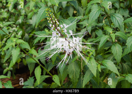 Closeup to White Java Tea/ Kidney Tea Plant/ Cat’s Whiskers/ Orthosiphon Aristatus (Blume) Miq. Flower Stock Photo