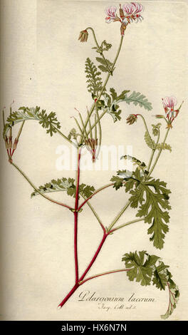 Pelargonium myrrhifolium var. myrrhifolium B532 Stock Photo