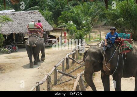 The elephants are carrying tourist in a wooden seats with carpets on their back, fixed with rope to their legs and tails at Safari park in Thailand Stock Photo