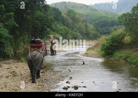 The elephants are carrying tourist in a wooden seats with carpets on their back, fixed with rope to their legs and tails at Safari park in Thailand Stock Photo