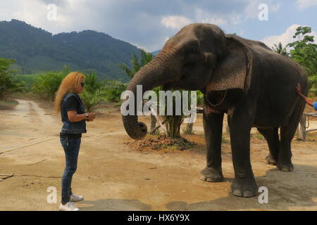 A woman is feeding large elehant  by putting bananas in its trunk. The safari park on Phuket in Thailand. Stock Photo