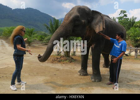 A woman is feeding large elehant  by putting bananas in its trunk. The safari park on Phuket in Thailand. Stock Photo