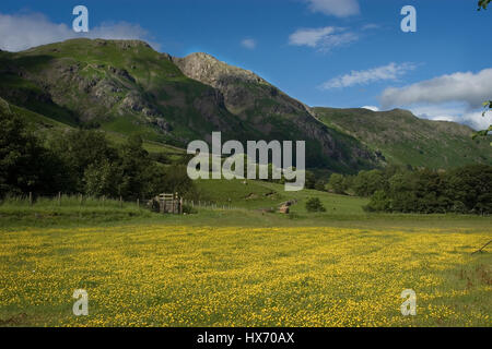 Flower meadow at the head of Great Langdale Cumbria Stock Photo