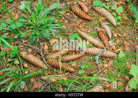 brown pine cones lie on a forest path Stock Photo