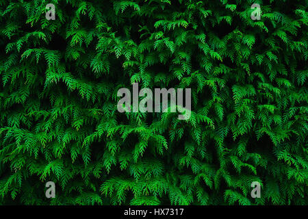 background of conifer leaf texture pattern Stock Photo