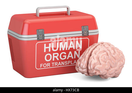 Portable fridge for transporting donor organs with human brain, 3D rendering Stock Photo