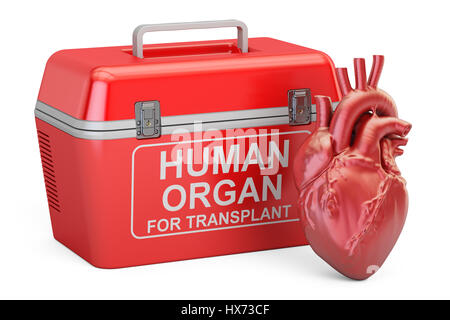 Portable fridge for transporting donor organs with human heart, 3D rendering Stock Photo