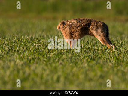 Brown Hare (Lepus europaeus) stretching, Warwickshire Stock Photo