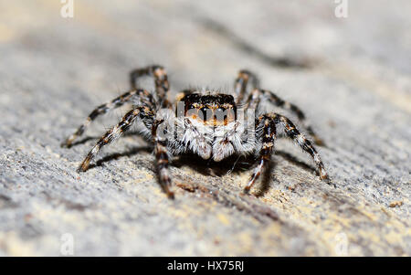 Close Up Of Jumping Spider Stock Photo