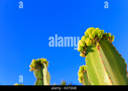 Cacti in bloom against deep blue sky Stock Photo