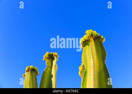 Cacti in bloom against deep blue sky Stock Photo