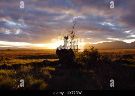 A tree stump is backlit by a beautiful sunset in New Zealand Stock Photo