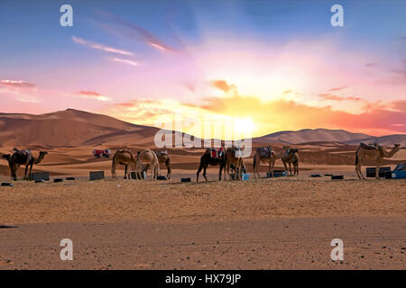 Camels in the Erg Shebbi desert in Morocco Stock Photo