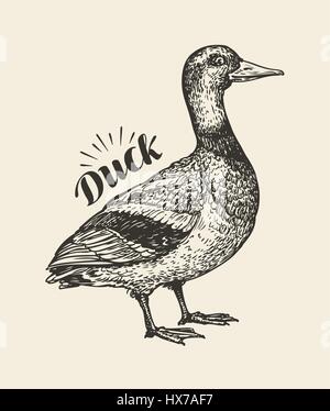 Hand-drawn duck. Bird, mallard, farm animal sketch. Vector illustration Stock Vector