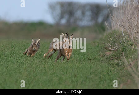 European Brown (Common) Hares- Lepus europaeus, Spring. Uk. Stock Photo