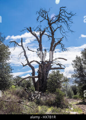 dead tree in cuyamaca state park from pine ridge hiking trail Stock Photo