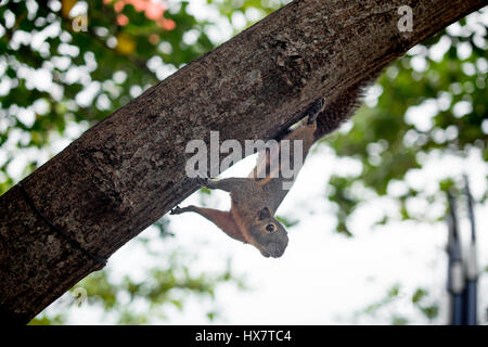 squirrel climbing the tree Stock Photo