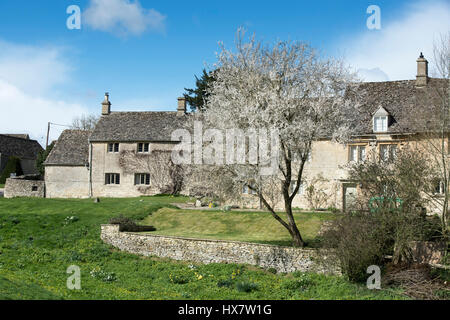 Early spring blossom in front cotswold cottages. Little Barrington, Cotswolds, Gloucestershire, England Stock Photo